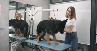 sevimli siyah köpek kürk kesme pet kuaför kadın