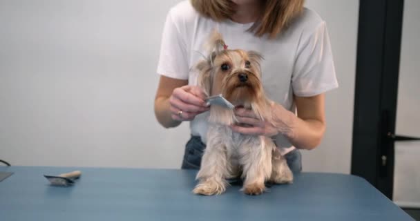 Yorkshire terrier απολαμβάνει τη διαδικασία βούρτσισμα — Αρχείο Βίντεο