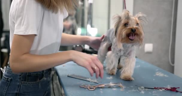 Kvinna groomer klippa terrier hår med sax — Stockvideo