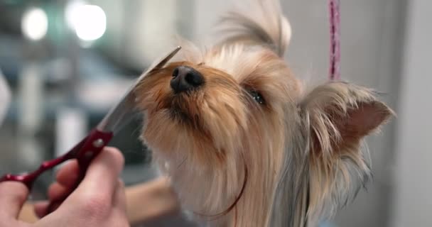 Žena groomer stříhání teriér vlasy s nůžkami — Stock video