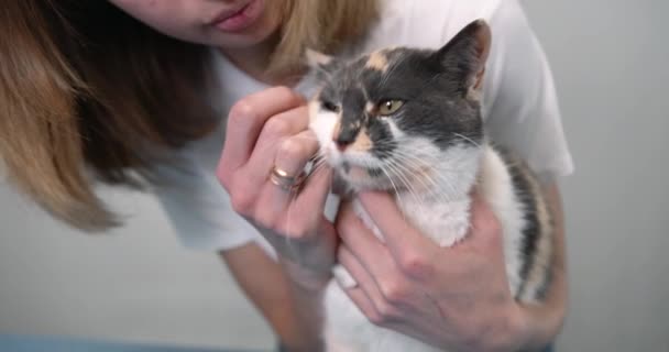 Profissional veterinário limpeza gatos orelhas com um cotonete — Vídeo de Stock