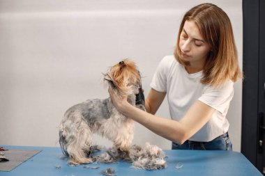Yorkshire Teriyeri, kadın tımarcı tarafından ameliyat ediliyor.