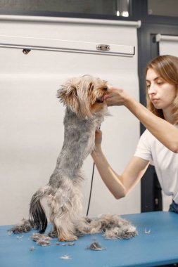 Yorkshire Teriyeri, kadın tımarcı tarafından ameliyat ediliyor.