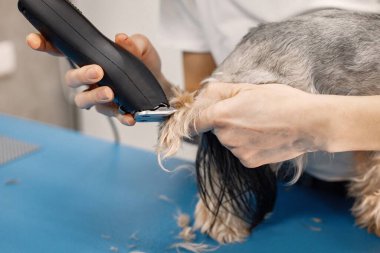 Yorkshire terrier getting procedure by the female groomer