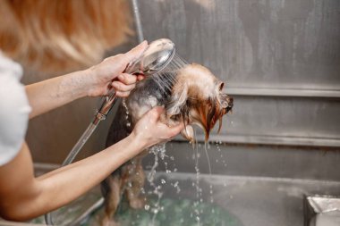Yorkshire Teriyeri, kadın kuaför tarafından yıkanıyor.