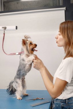 Yorkshire Teriyeri, kadın tımarcı tarafından ameliyat ediliyor.
