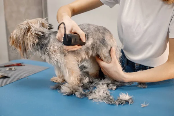 Yorkshire terrier consiguiendo procedimiento por el peluquero femenino — Foto de Stock