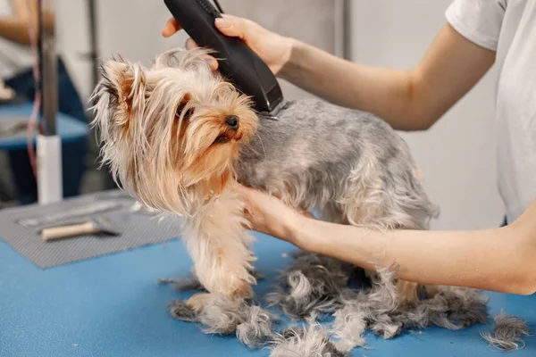 Yorkshire terrier consiguiendo procedimiento por el peluquero femenino — Foto de Stock