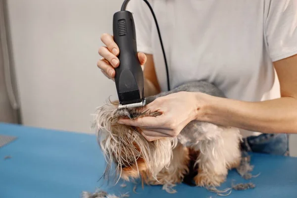 Yorkshire terrier getting procedure by the female groomer — Stockfoto