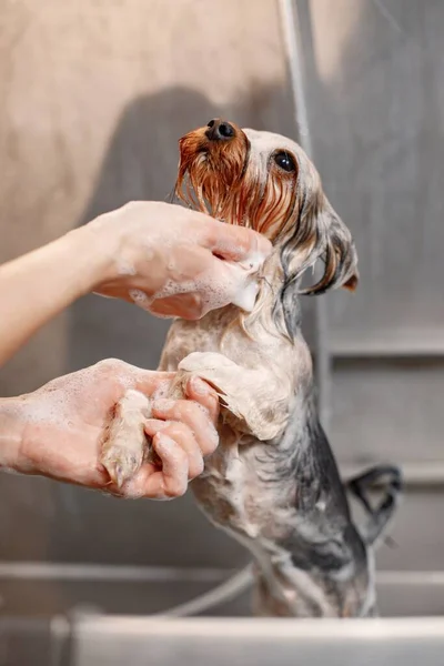 Yorkshire terrier sendo lavado pelo groomer fêmea — Fotografia de Stock