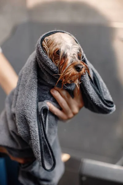 Женщина сушит терьера собака с полотенцем — стоковое фото