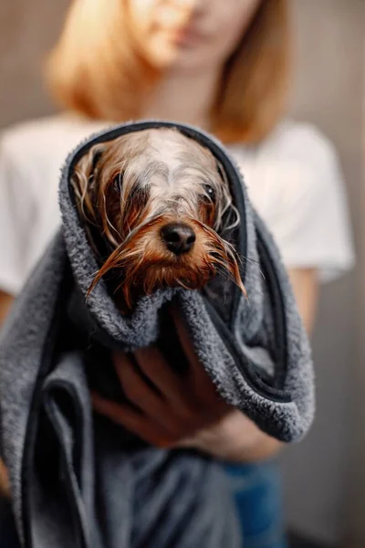 Женщина сушит терьера собака с полотенцем — стоковое фото