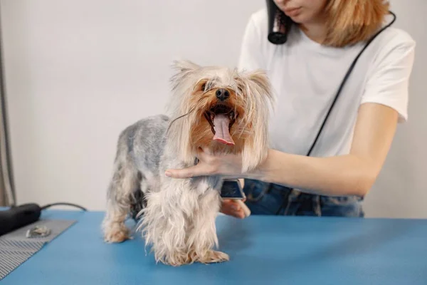 Yorkshire terrier soufflant sec par le toiletteur femelle — Photo