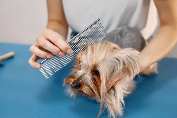 Yorkshire terrier getting comb by the female groomer — стокове фото