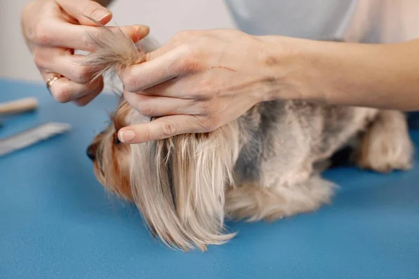 Yorkshire terrier conseguir peine por el peluquero femenino — Foto de Stock