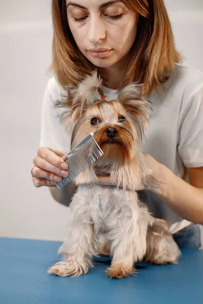 Yorkshire terrier getting comb by the female groomer — стокове фото