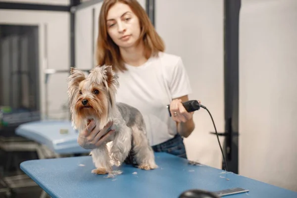 Yorkshire terrier getting procedure by the female groomer — стокове фото