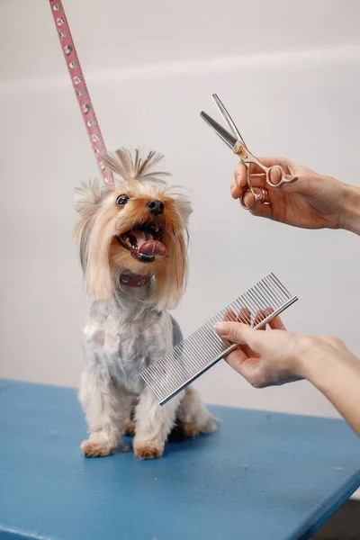 Yorkshire terrier consiguiendo procedimiento por el peluquero femenino — Foto de Stock