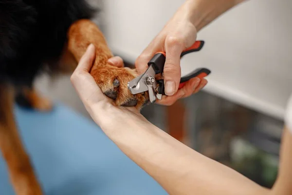 Un toiletteur de chien coupe les ongles d'un orteil de chien pendant une séance de toilettage — Photo