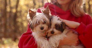 Attractive Young Woman in Fall Colors with Puppys