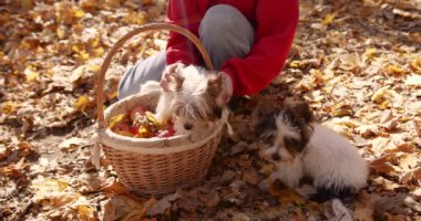Close-up view of little girl in red playing with dogs in a fallen leaf in the woods. Happy sunny day