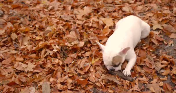 公園の紅葉の上に寝そべっているかわいいフランスのブルドッグ 棒で遊ぶ — ストック動画