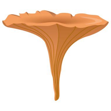 Mantar Chanterelle Vektör Simgesi, Çizim