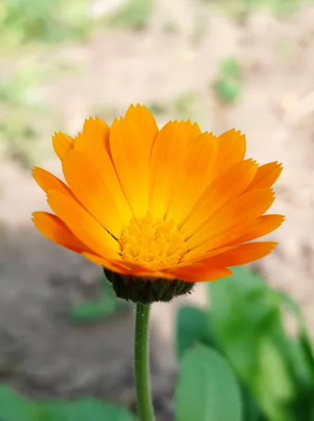 Blooming Orange Calendula Flower — Stock Photo, Image
