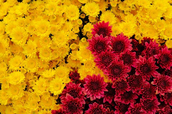 Hintergrund Der Schönen Bunten Chrysanthemen Garten — Stockfoto