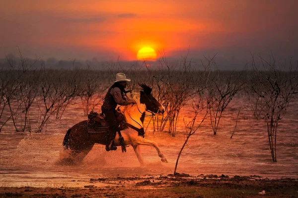 Silhueta Cowboy Montando Cavalo Percorrendo Água Pôr Sol Atrás Uma — Fotografia de Stock