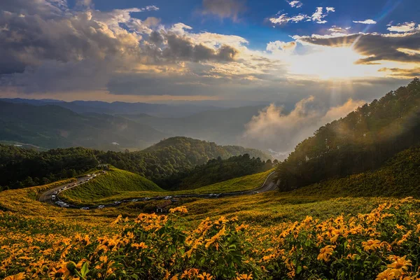 Ett Fält Gula Blommor Berget Vid Solnedgången — Stockfoto