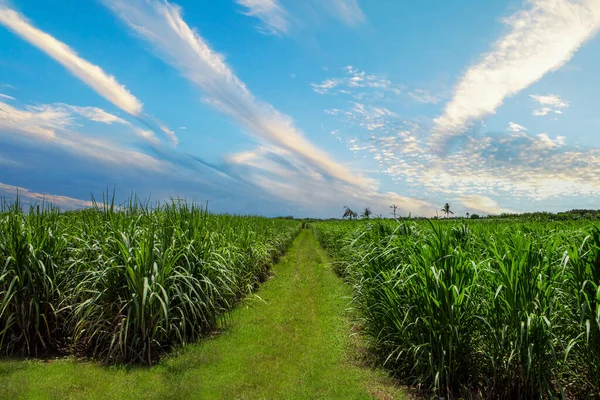 Zuckerrohrplantage Und Zuckerrohrplantage Gehweg Bei Schönem Himmel Und Weißen Wolken — Stockfoto