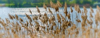 Göldeki sıcak iklim
