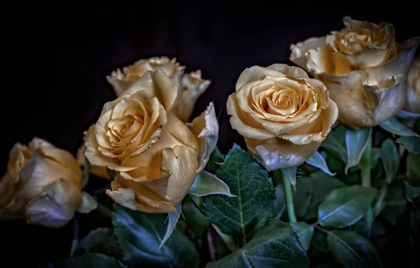 Rosa Con Espinas Pero Hermosa — Foto de Stock