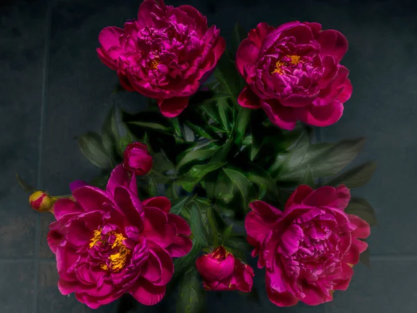 May Peonies Blooming Beautifully — Stock Photo, Image