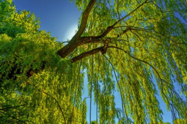 Yeşil söğüt, güneş ışığı pınarında