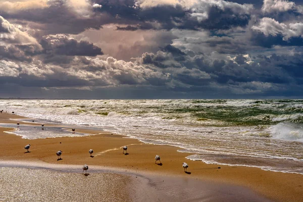 Somente Pássaros Apreciam Tempo Tempestuoso Pelo Mar — Fotografia de Stock