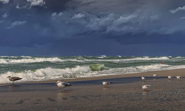Somente Pássaros Apreciam Tempo Tempestuoso Pelo Mar — Fotografia de Stock