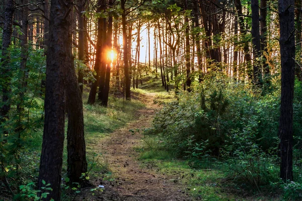 Güneş ışınları orman yollarını aydınlatıyor. 