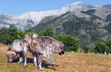 Arnavutluk dağları tüm yıl boyunca turistleri cezbeder.