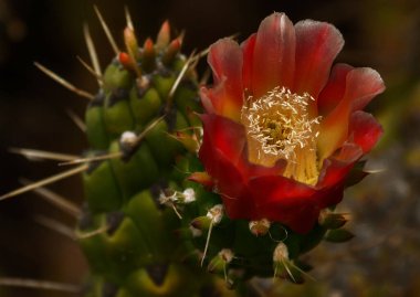 Renkli bir bahar, yaz ve sonbahar çiçekleri galaksisi, kaktüs.