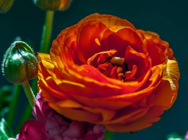 Renkli bir bahar, yaz ve sonbahar çiçekleri galaksisi.