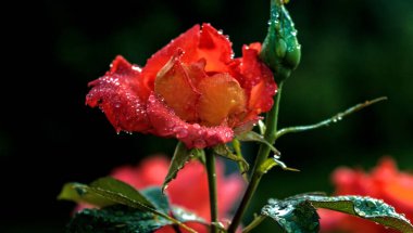 Güzel gül yazın bir çiçek galaksisi açar.