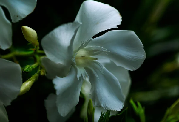 Çiçekler Uzun Yıllardır Hayatımızın Ayrılmaz Bir Parçası Olmuştur — Stok fotoğraf