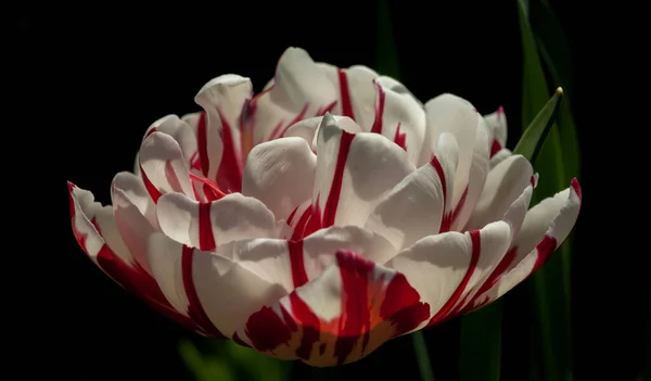 Lovely Tulips Start Flower Galaxy Spring — Stock Photo, Image