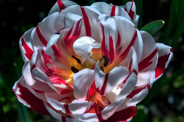 Hermosos Tulipanes Comienzan Galaxia Las Flores Primavera —  Fotos de Stock