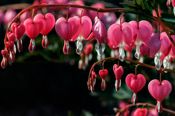 Uma Galáxia Flores Coloridas Primavera Verão Outono — Fotografia de Stock