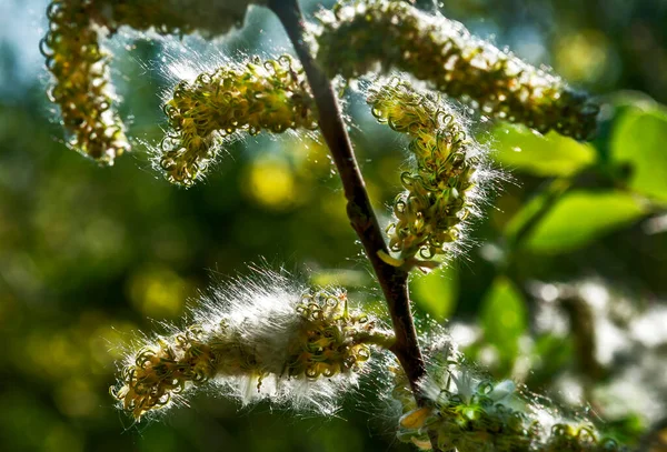 畑の花やクッションは家や生活を効果的に飾ることができます — ストック写真