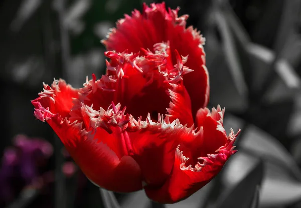 Mooie Tulpen Start Bloem Melkweg Het Voorjaar — Stockfoto