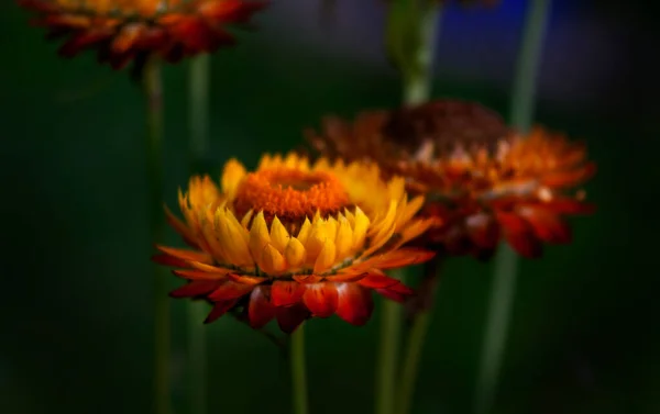 Una Galaxia Coloridas Flores Primavera Verano Otoño —  Fotos de Stock